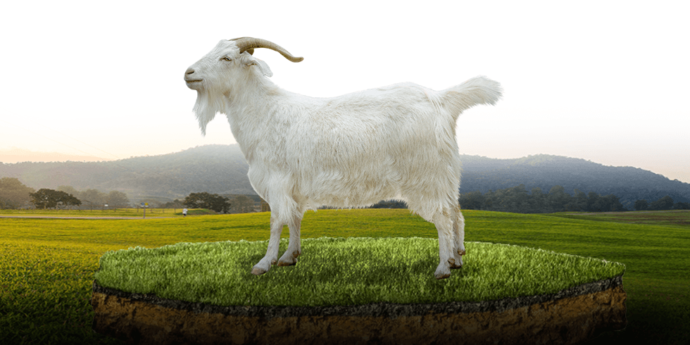 Kambing Medium