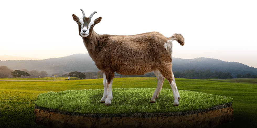 Kambing Premium